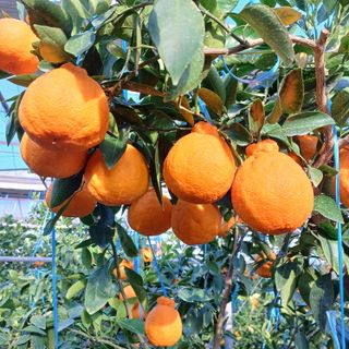 한라봉 5343님의 자유주제 · 자유게시판 작성글 사진