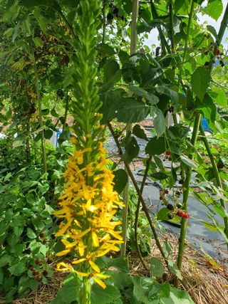 다 자급자족님의 자유주제 · 자유게시판 작성글 사진