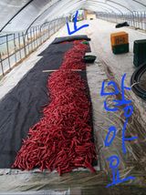 팜모닝 자유주제·자유게시판 게시글 이미지