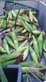 팜모닝 자유주제·자유게시판 게시글 이미지