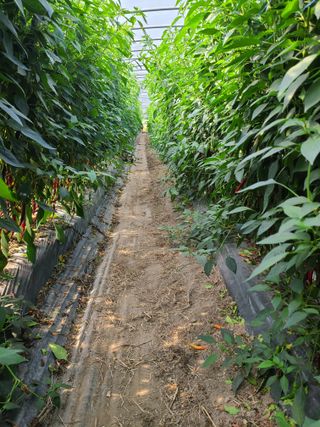 노고단님의 자유주제 · 자유게시판 작성글 사진