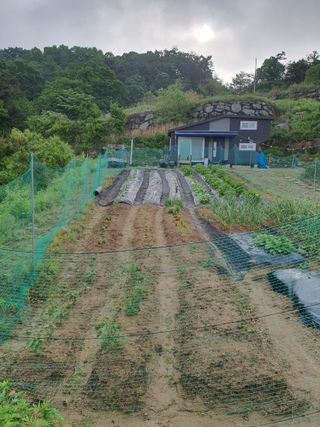 김인옥님의 기타작물 · 병해충상담 작성글 사진