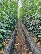 팜모닝 고추·영농일지 게시글 이미지