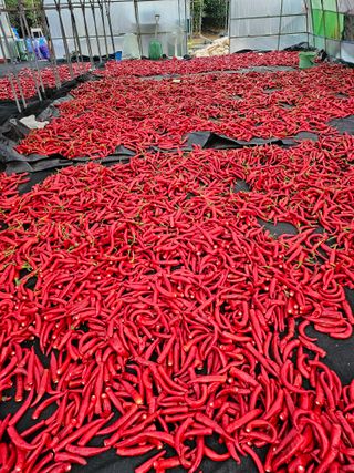 유병규님의 고추 · 영농일지 작성글 사진