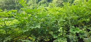 해오름달님의 자유주제 · 자유게시판 작성글 사진