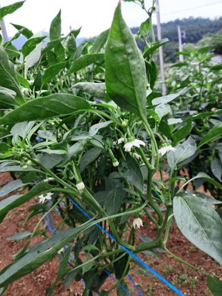 만월봉아지매님의 자유주제 · 자유게시판 작성글 사진