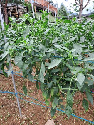 만월봉아지매님의 자유주제 · 자유게시판 작성글 사진