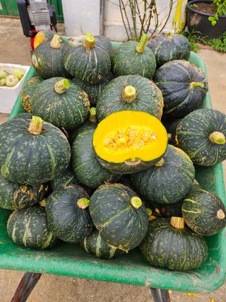 공심채님의 자유주제 · 칭찬해요 작성글 사진