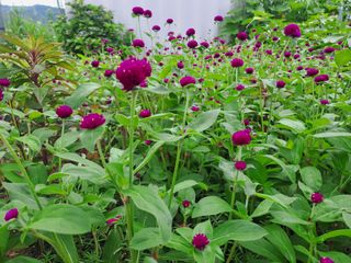 울금박사/빈덕열목사님의 자유주제 · 자유게시판 작성글 사진