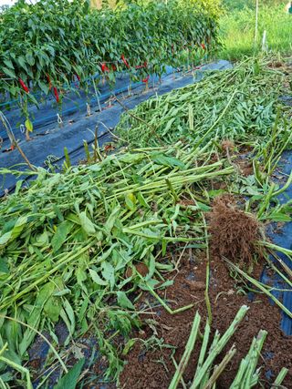 박성연님의 팜모닝 · 출석 작성글 사진