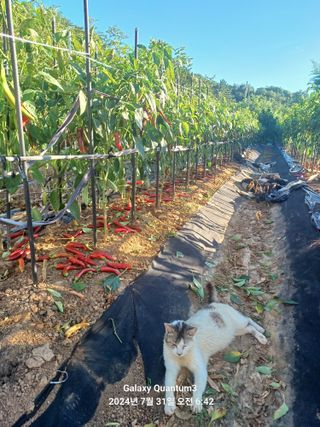 전진규.해돋이님의 요즘 무엇에 관심있나요? · 참여글 작성글 사진