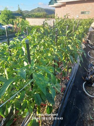 전진규.해돋이님의 요즘 무엇에 관심있나요? · 참여글 작성글 사진