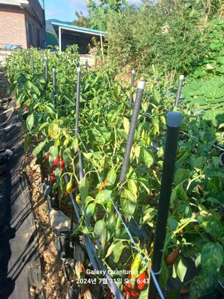 전진규.해돋이님의 요즘 무엇에 관심있나요? · 참여글 작성글 사진