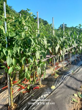 전진규.해돋이님의 요즘 무엇에 관심있나요? · 참여글 작성글 사진