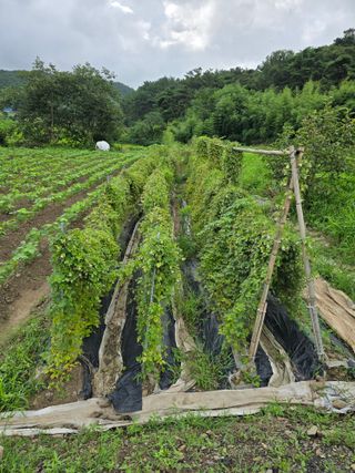 藝園님의 기타작물 · 영농일지 작성글 사진