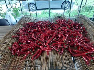 관음손가네님의 고추 · 영농일지 작성글 사진