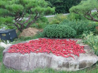 관음손가네님의 고추 · 영농일지 작성글 사진