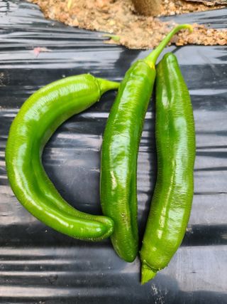 고추15534님의 농사, 무엇이든 물어보세요! · 참여글 작성글 사진