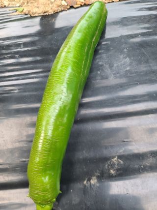 고추15534님의 농사, 무엇이든 물어보세요! · 참여글 작성글 사진