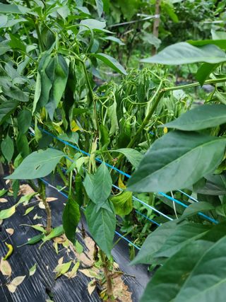 고추15534님의 농사, 무엇이든 물어보세요! · 참여글 작성글 사진