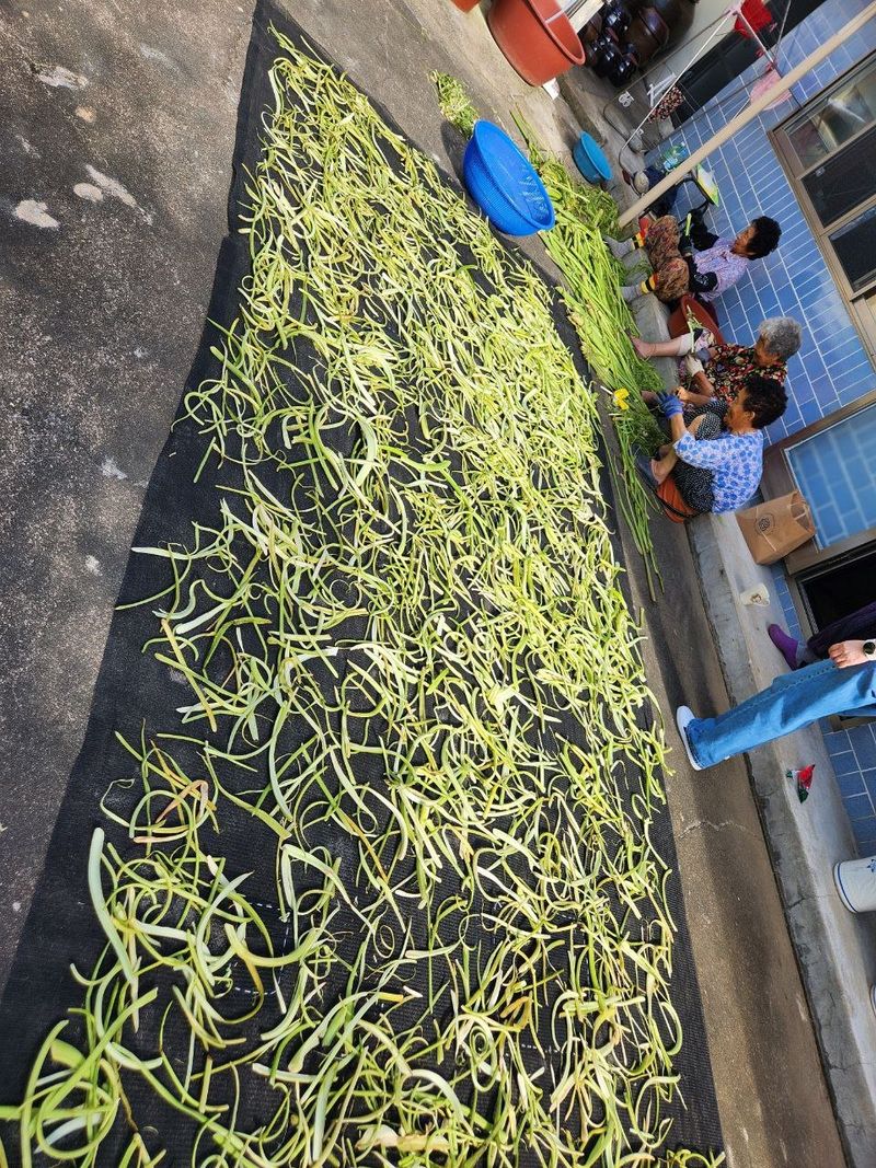 장터 상품 [건토란대 500g] 썸네일