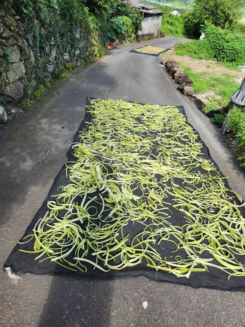 광양밤실매실농장님의 장터 판매 상품 [건토란대 500g] 첨부 사진