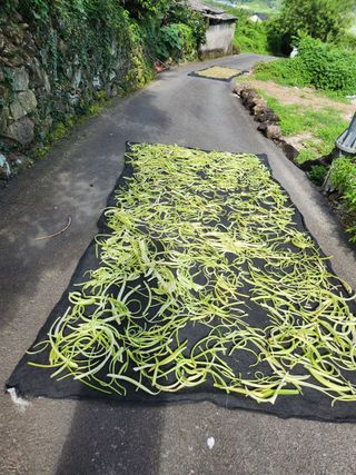 광양밤실매실농장님의 작성글 사진