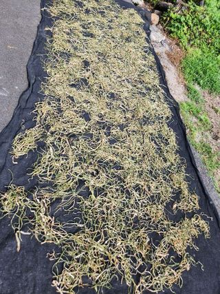 광양밤실매실농장님의 작성글 사진