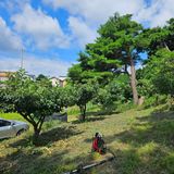 팜모닝 사과·영농일지 게시글 이미지