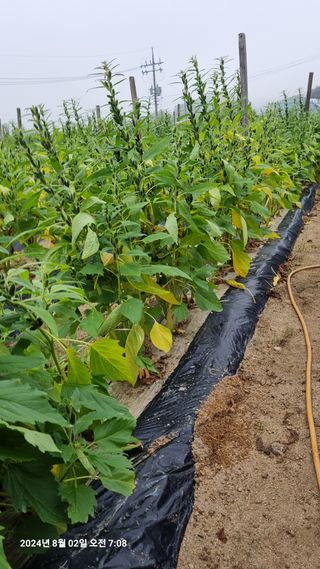 최재을님의 참깨 · 병해충상담 작성글 사진