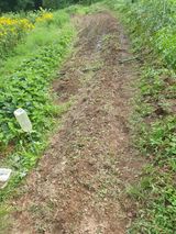 팜모닝 기타작물·영농일지 게시글 이미지