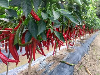 고추20696님의 자유주제 · 자유게시판 작성글 사진