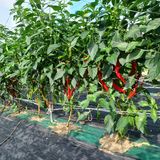 팜모닝 고추·영농일지 게시글 이미지