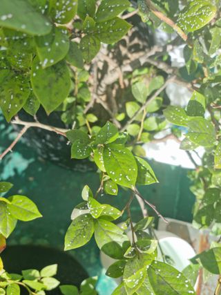 류수천님의 블루베리 · 병해충상담 작성글 사진