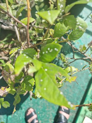 류수천님의 블루베리 · 병해충상담 작성글 사진