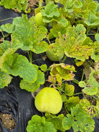 어영식님의 자유주제 · 자유게시판 작성글 사진