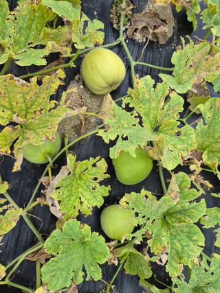 어영식님의 자유주제 · 자유게시판 작성글 사진