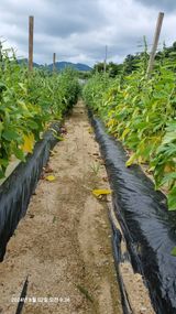 팜모닝 참깨·병해충상담 게시글 이미지