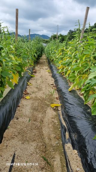 최재을님의 참깨 · 병해충상담 작성글 사진