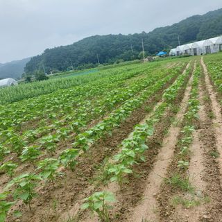 강원도 횡성군님의 자유주제 · 자유게시판 작성글 사진