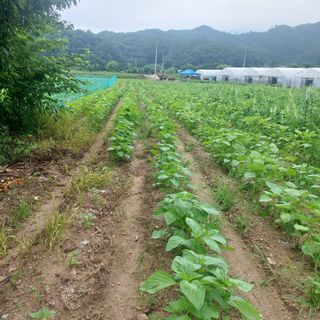 강원도 횡성군님의 자유주제 · 자유게시판 작성글 사진