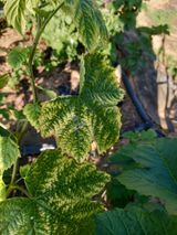 팜모닝 딸기·병해충상담 게시글 이미지