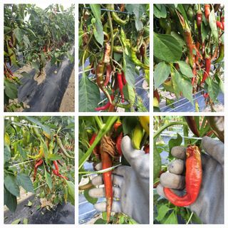 뿌리묘목농원님의 자유주제 · 자유게시판 작성글 사진