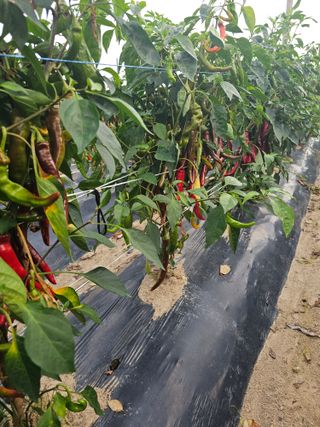 뿌리묘목농원님의 자유주제 · 자유게시판 작성글 사진