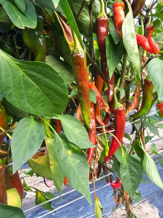 뿌리묘목농원님의 자유주제 · 자유게시판 작성글 사진