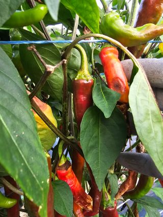 뿌리묘목농원님의 자유주제 · 자유게시판 작성글 사진