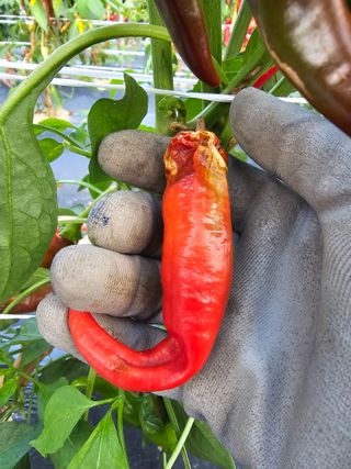 뿌리묘목농원님의 자유주제 · 자유게시판 작성글 사진