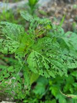 팜모닝 들깨·병해충상담 게시글 이미지