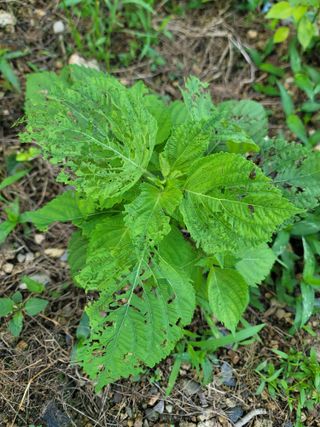 소라리농원님의 들깨 · 병해충상담 작성글 사진