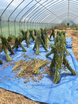 시아님의 참깨 · 영농일지 작성글 사진